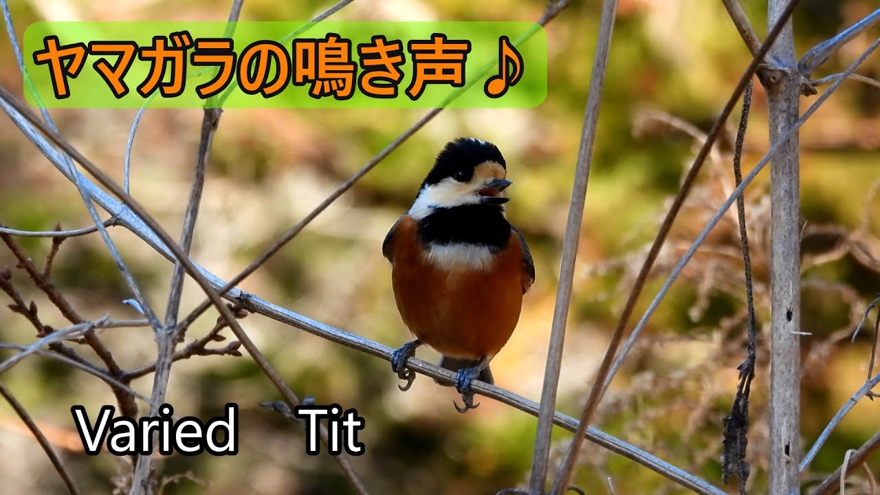 ヤマガラの鳴き声2種