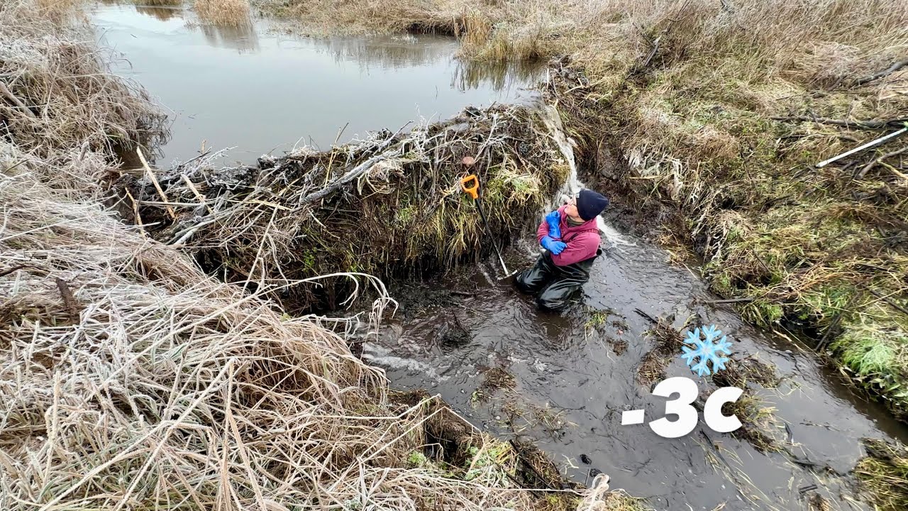 Breaking a Beaver Dam in Ice-Cold Water