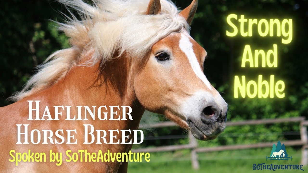 Haflinger Horse Breed, The Strong And Noble | History & Characteristics~Spoken By SoTheAdventure