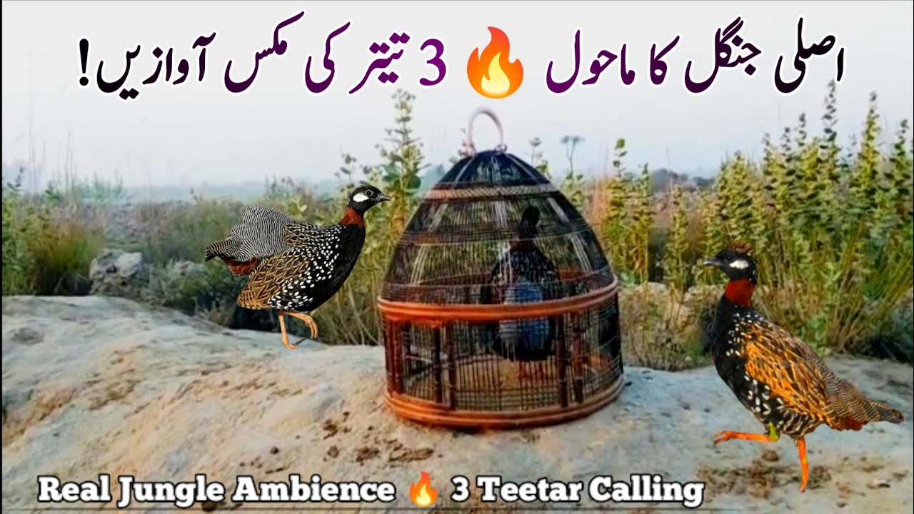 Jungle ka mahol 🔥 3 Teetar Mixed Sounds| Teetar Ka Shikar|Kala Teetar Sounds|