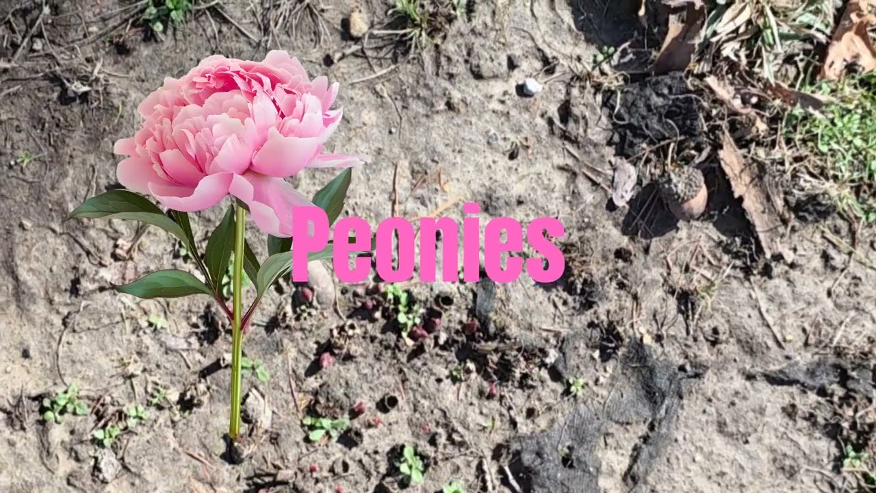 Are you ready for spring? 🌸🏵🌼 Flowers are popping up!