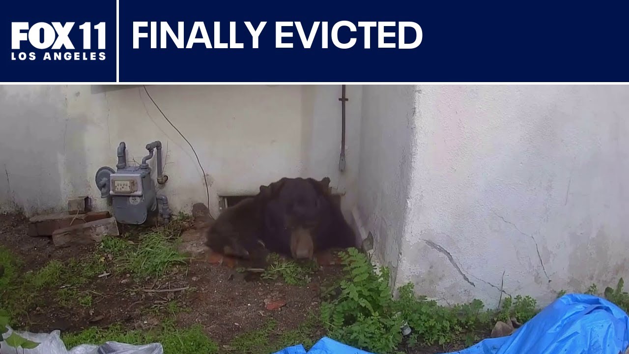 Bear finally leaves Altadena home