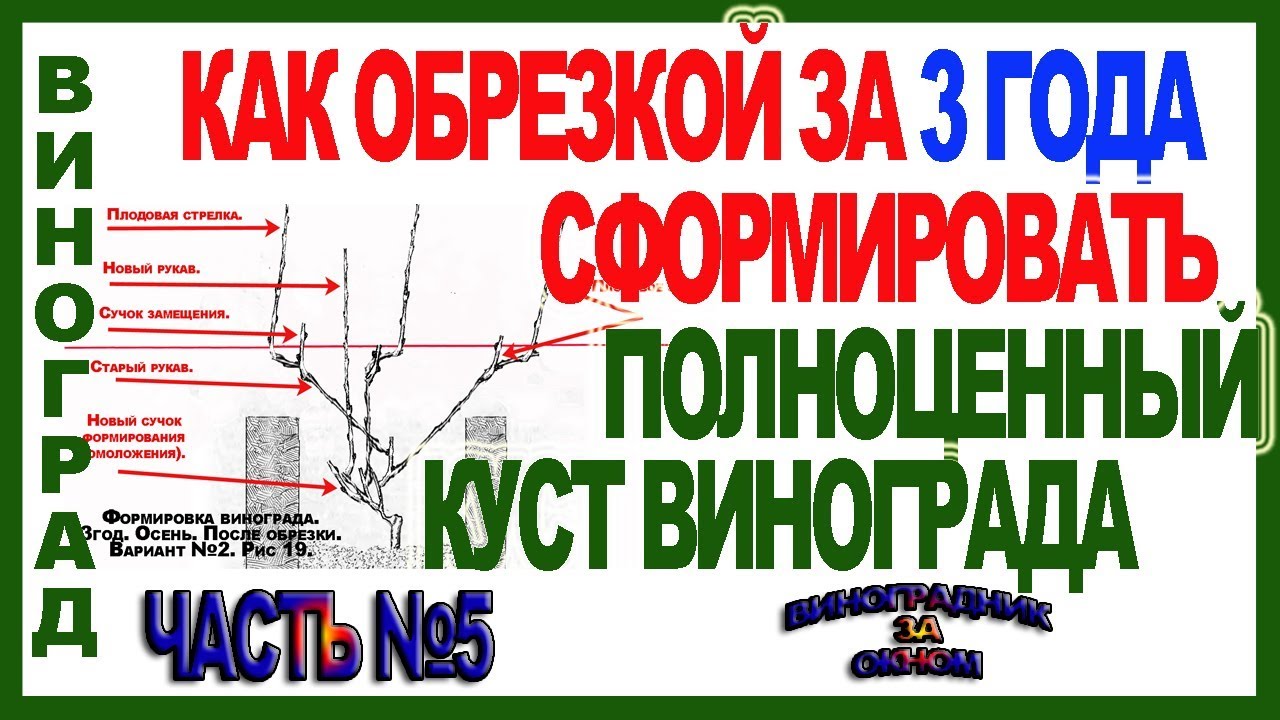 🍇  Пошаговая обрезка и формировка куста винограда за 3 года. Школа виноградаря. Часть №5.