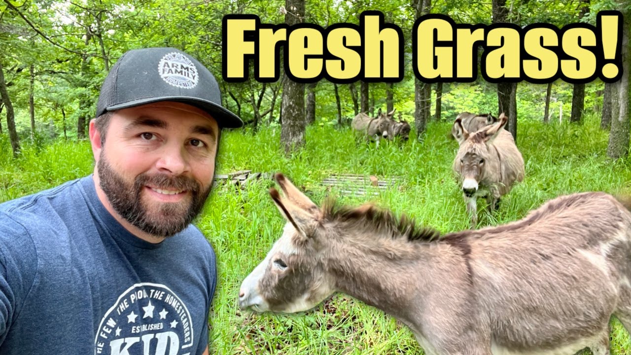 Shocking New Donkey Pasture!