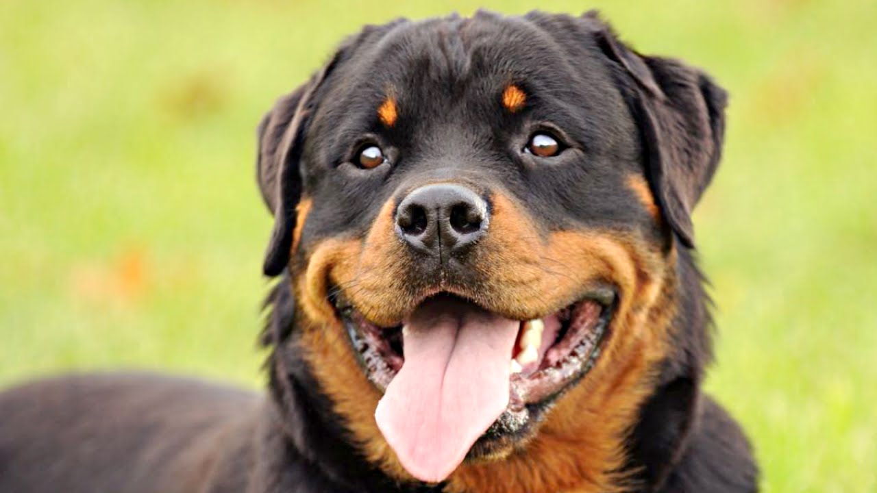 Funny Rottweiler Compilation NEW