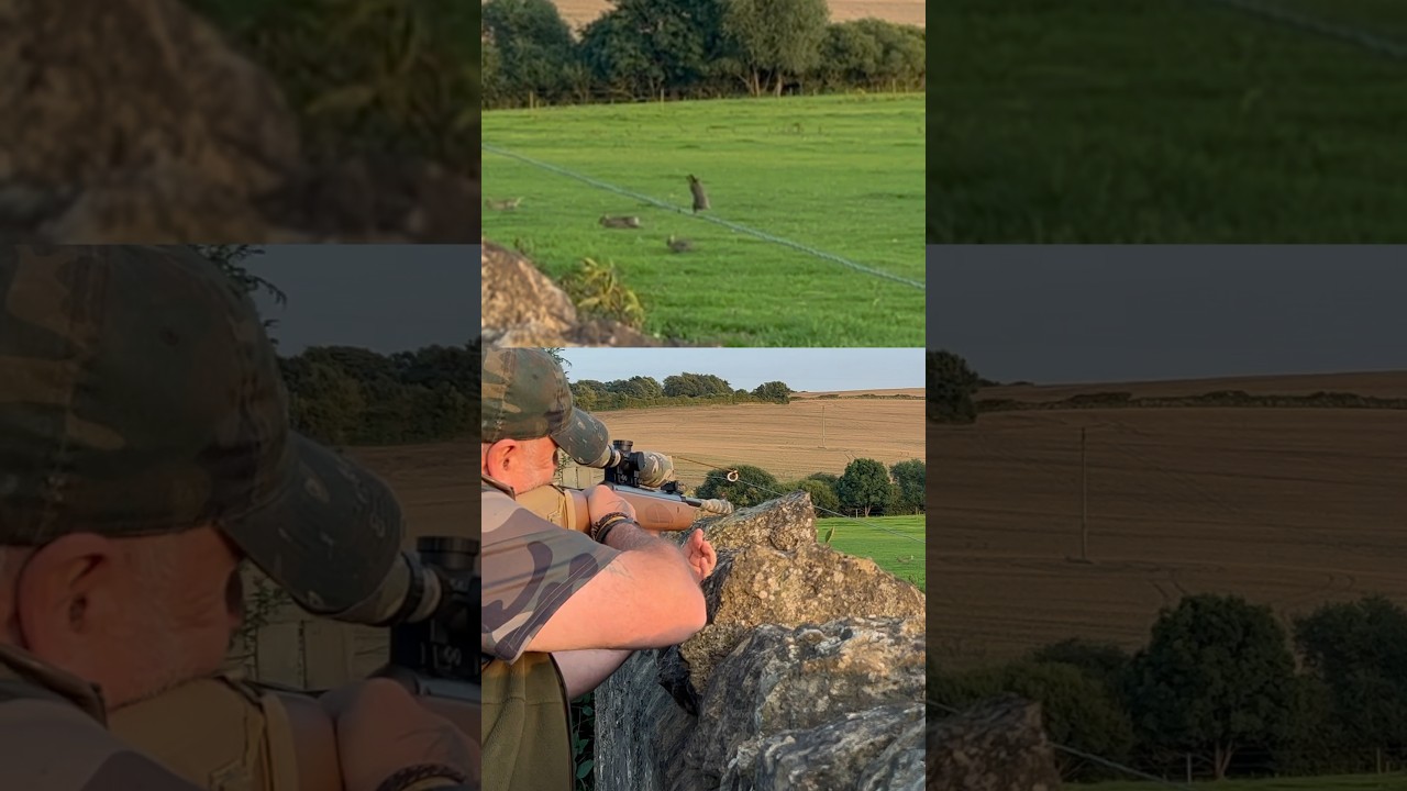 30Yard Rabbit Head Shot .22 Air rifle #hunting #airrifleshooting