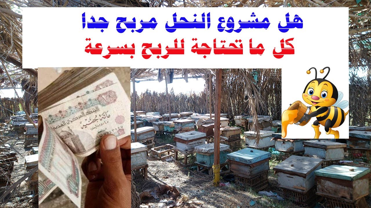 هل مشروع النحل مربح جدا كل ما تحتاجة للربح بسرعة