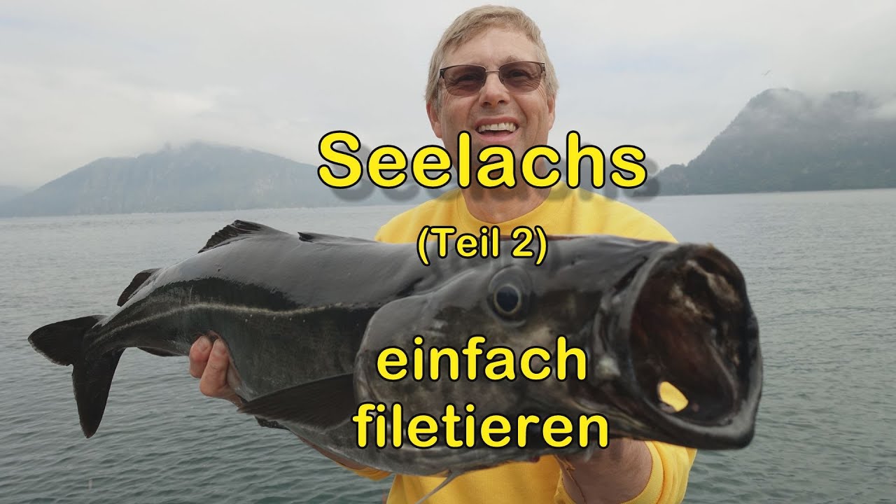 Seelachs für Einsteiger Teil 2 - Filetieren