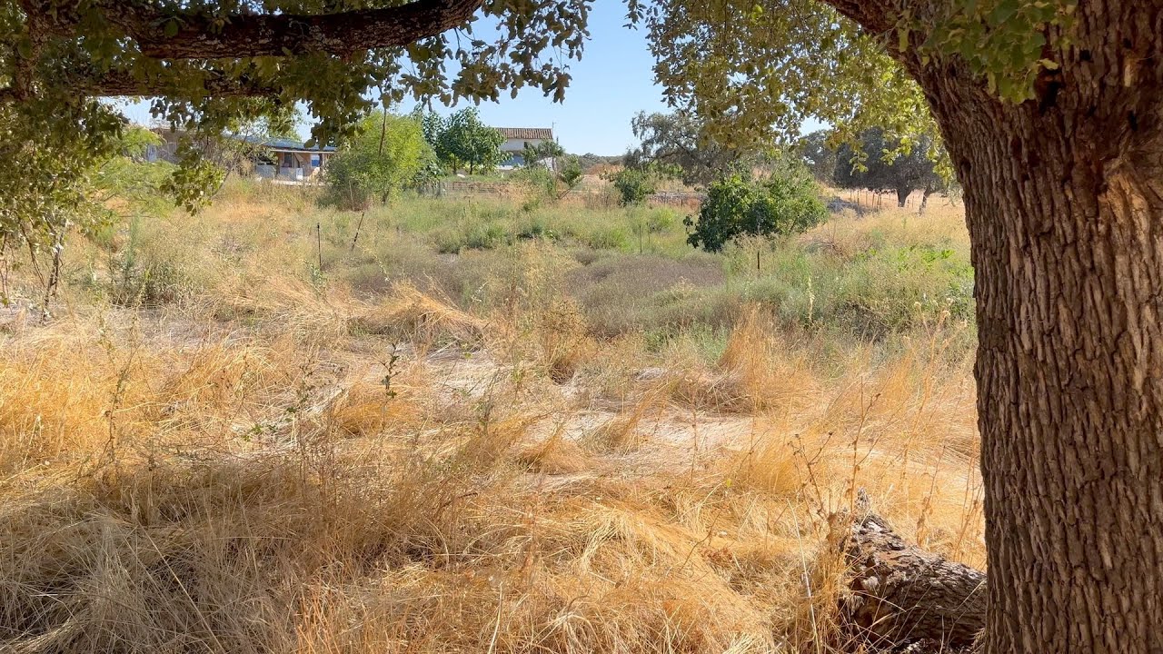 Observations in the wannabe food forest
