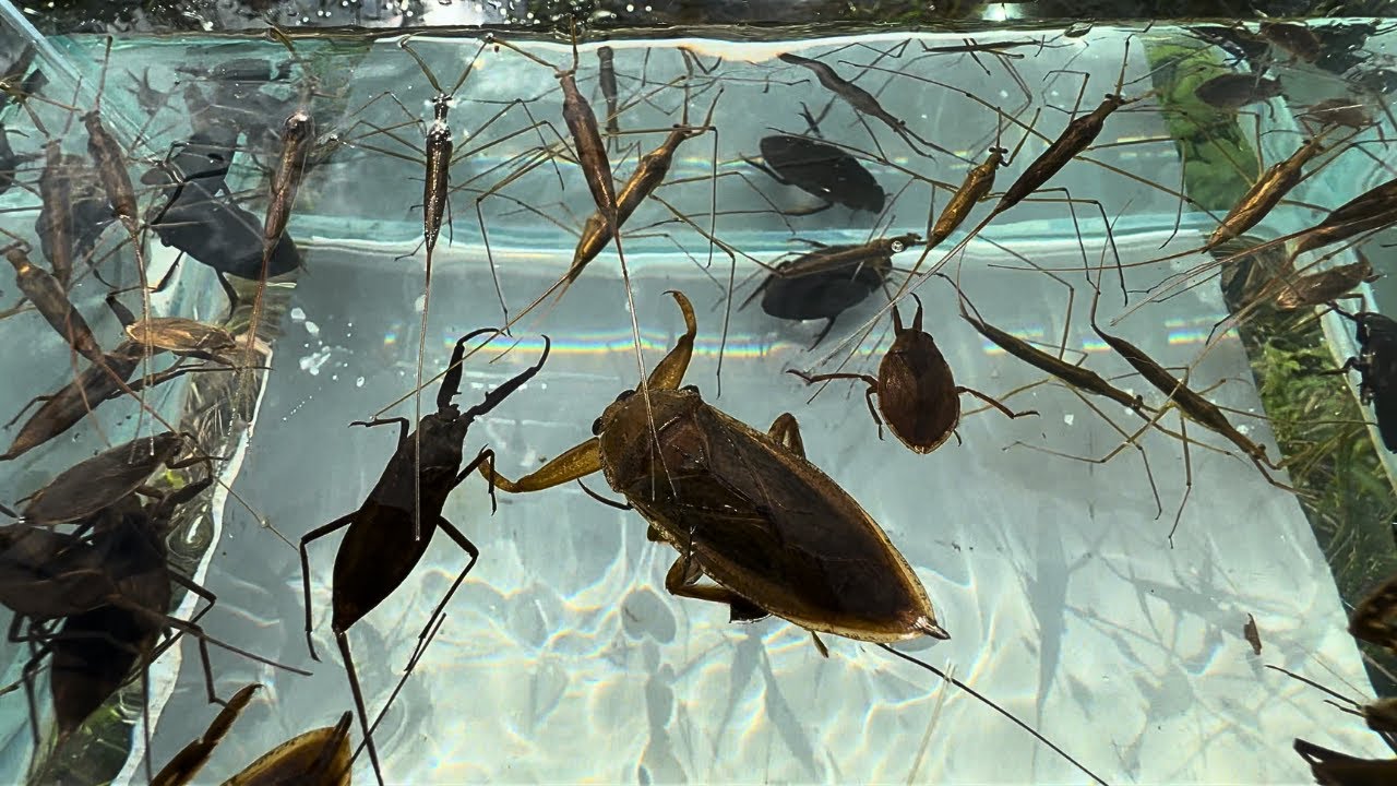 U字溝の先にあった楽園