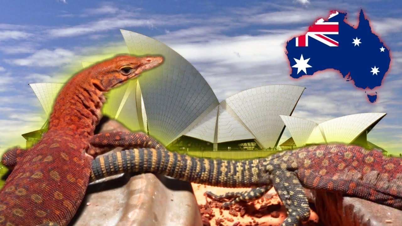 CZERWONY SMOK Z AUSTRALII ➡️ Varanus pilbarensis