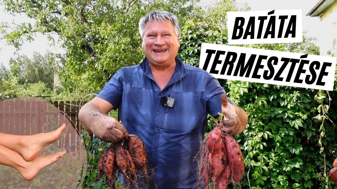 Batáta felszedése - édesburgonya termesztés: négyféle módon teszteltük ✔ I  szüret I Kreatív Farmer