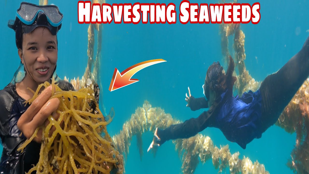 Ganto Pala Ang Seaweeds Farm Sa Gitna Ng Dagat Sobrang lalim 😧