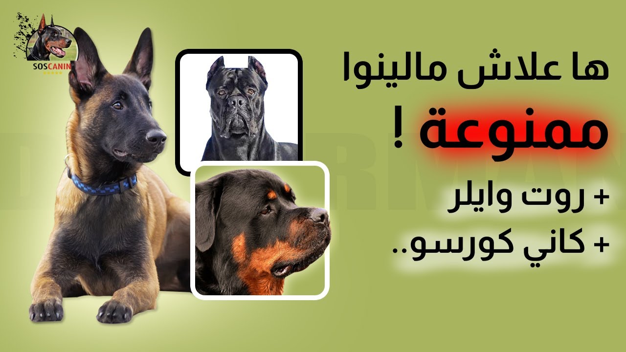 ها علاش مالينوا، الروت وايلر وكاني كورسو ممنوعين