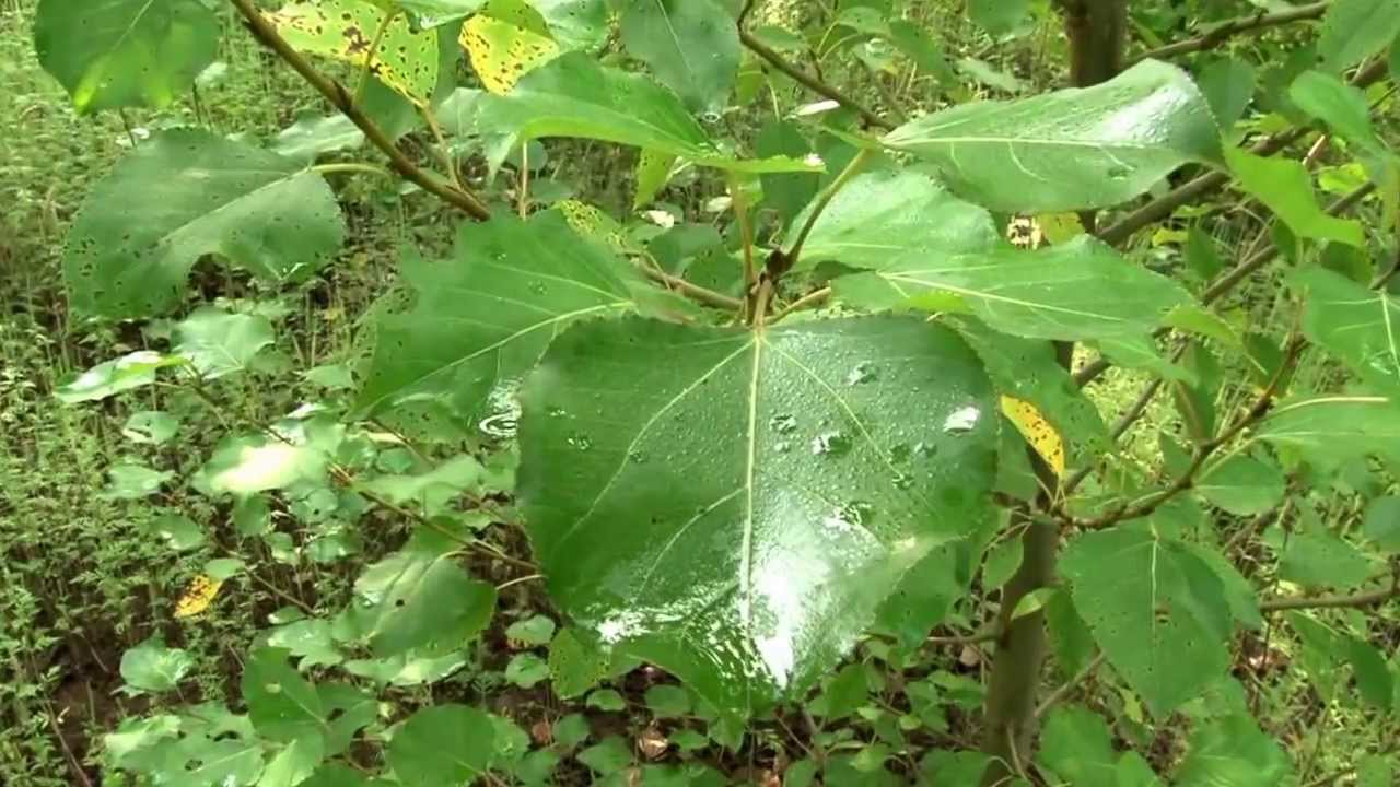 MSU AgBioResearch: Exploring Hybrid-Plant Energy Sources