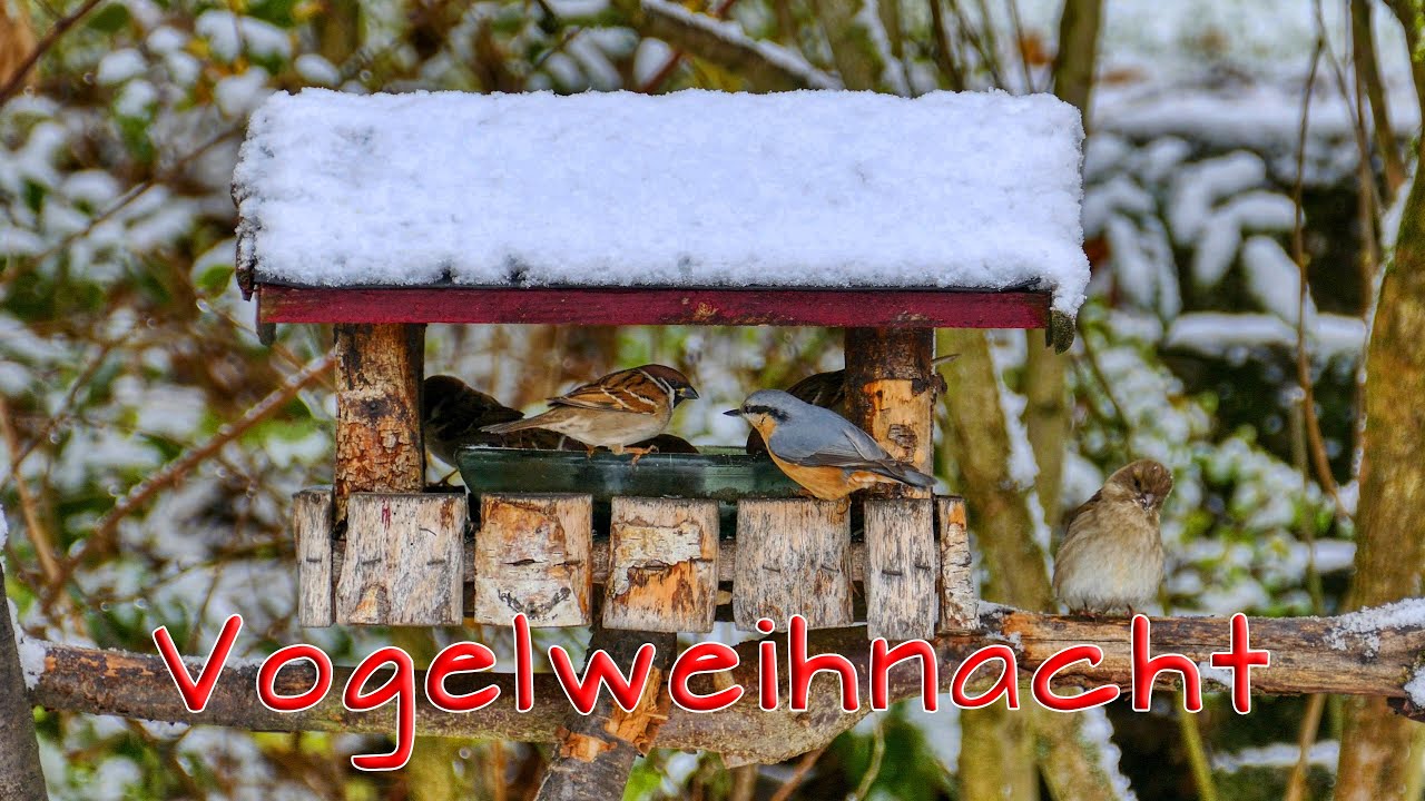 Vogelweihnacht - als es noch Schnee an Weihnachten gab