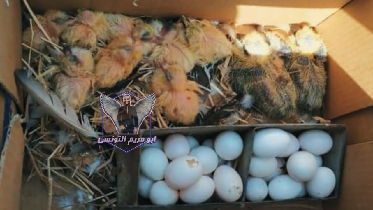 هاتبقي استاذ في فرخ زغاليل الحمام سلسلة #غاوي_فرخ