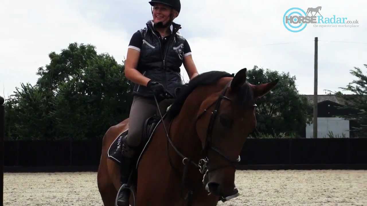 ShowJump Training -  Related Distance
