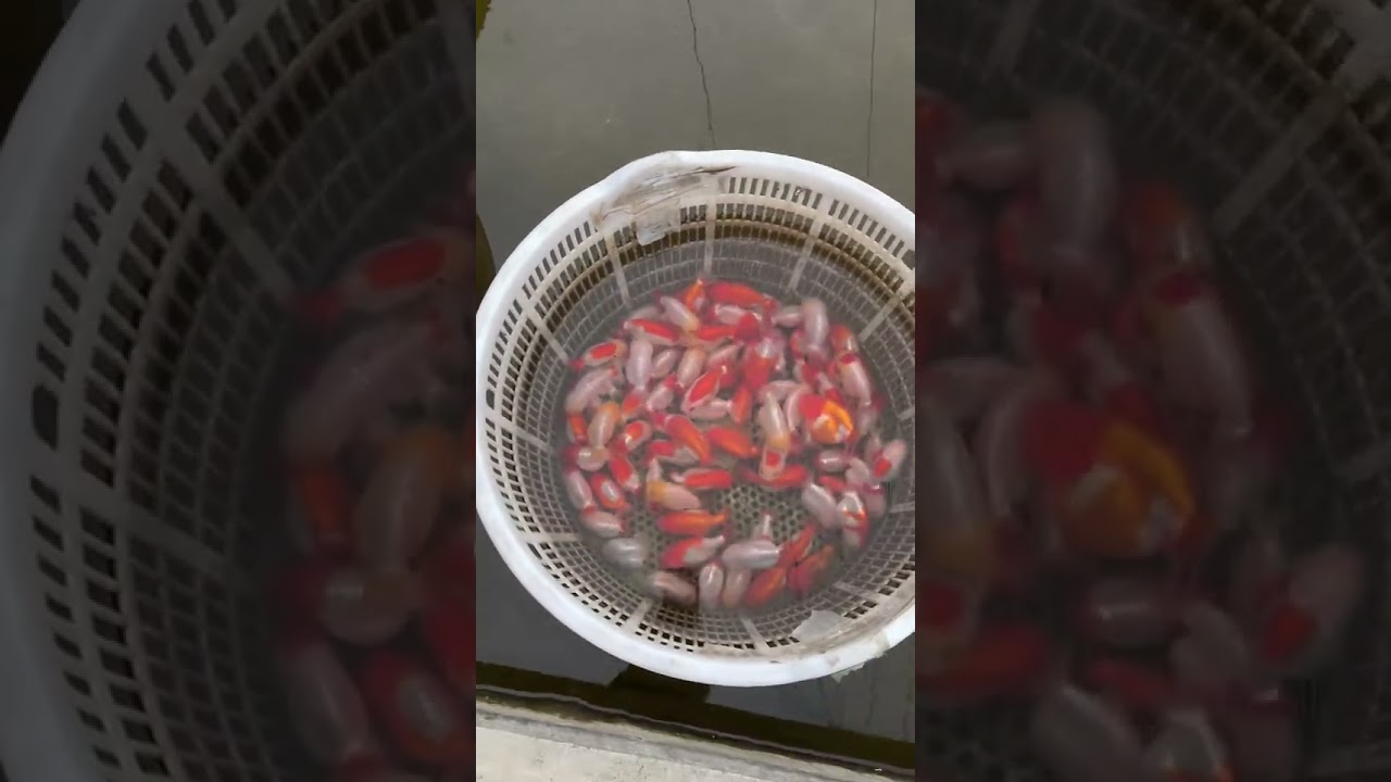 The goldfish wholesale market is hot! #koi #aquaticpets #goldfish