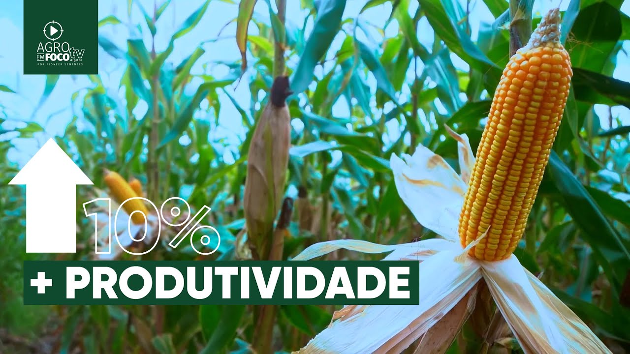 Plantio de milho em linhas pareadas (linhas gêmeas)- Programa #63 - Agro Em Foco TV Digital