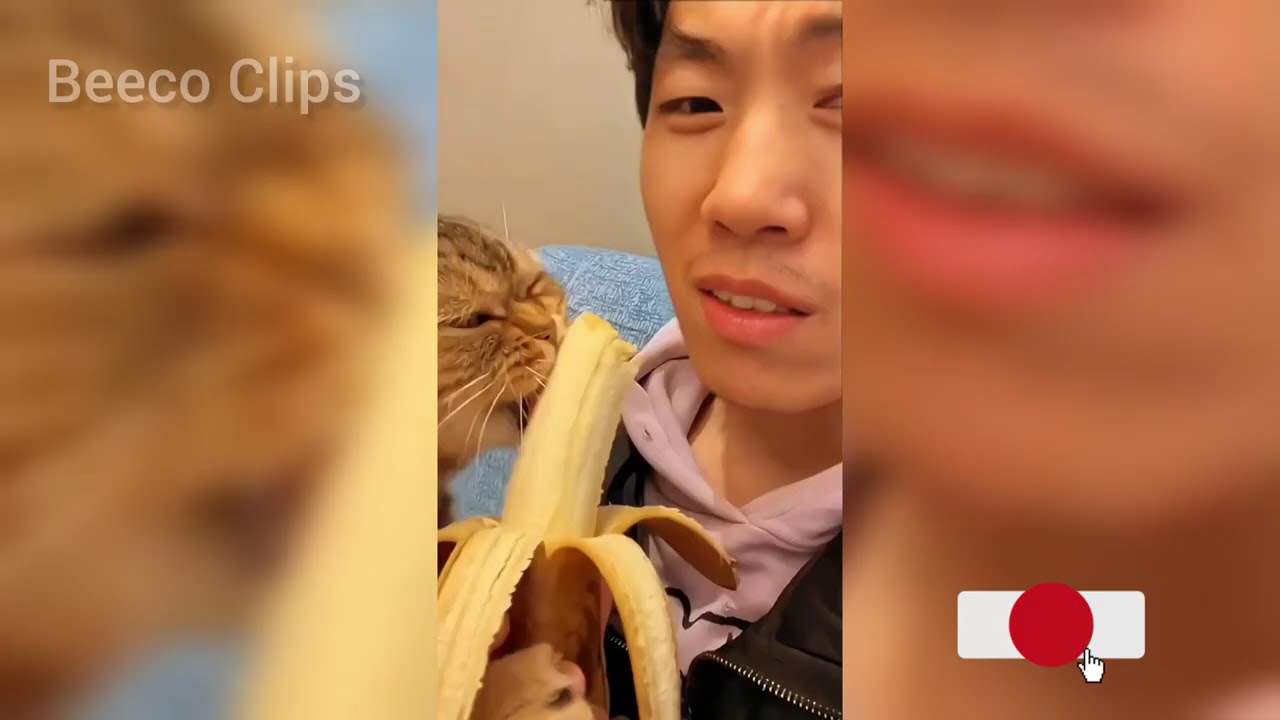 These Cats Are Completely Unhinged 😭 | Funniest Cat Moments 2026