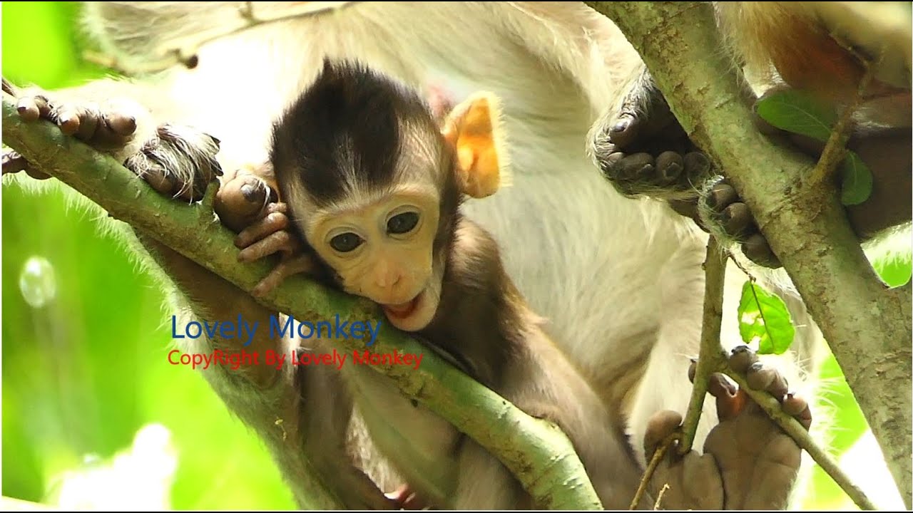 Little Louie Is Very Brave Action with Handsome Face Like His Father Raider King Beta In Troop.