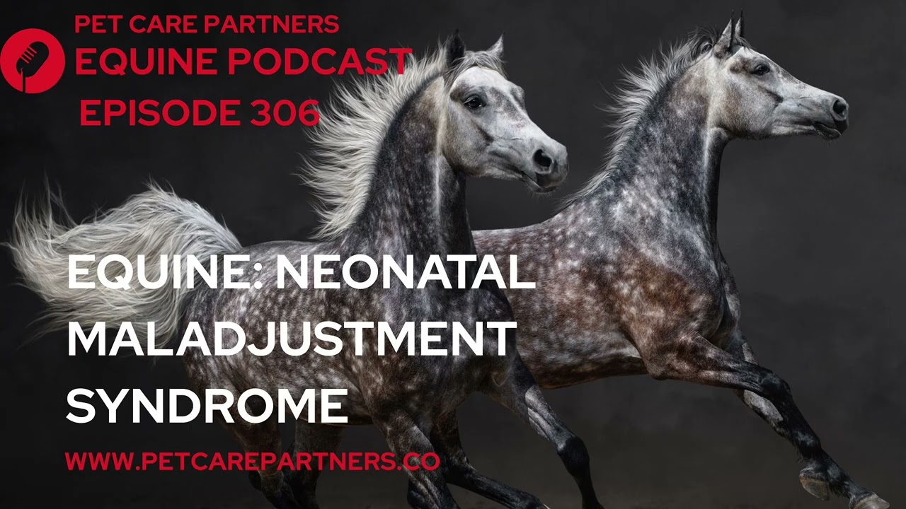 EP 306: Neonatal Maladjustment Syndrome in Foals | Causes, Diagnosis & Treatment Explained