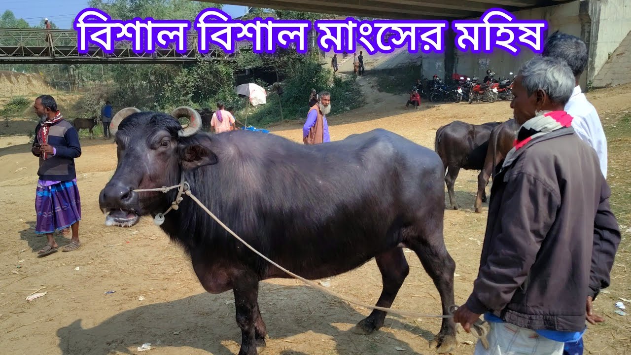 বিশাল বিশাল মাংসের মহিষ || Huge beef buffalo