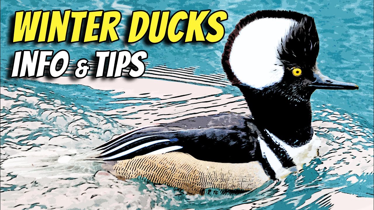Bird Science | Winter Duck Ecology