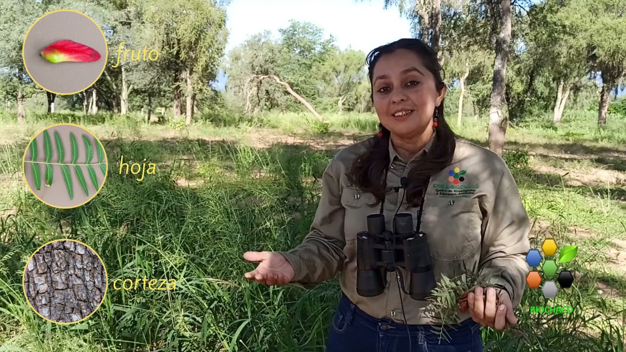Quebracho colorado