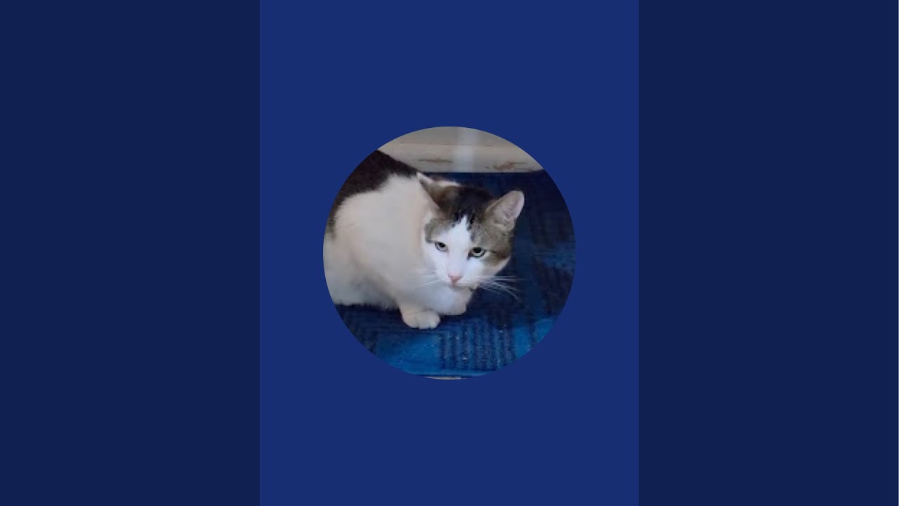cute cats