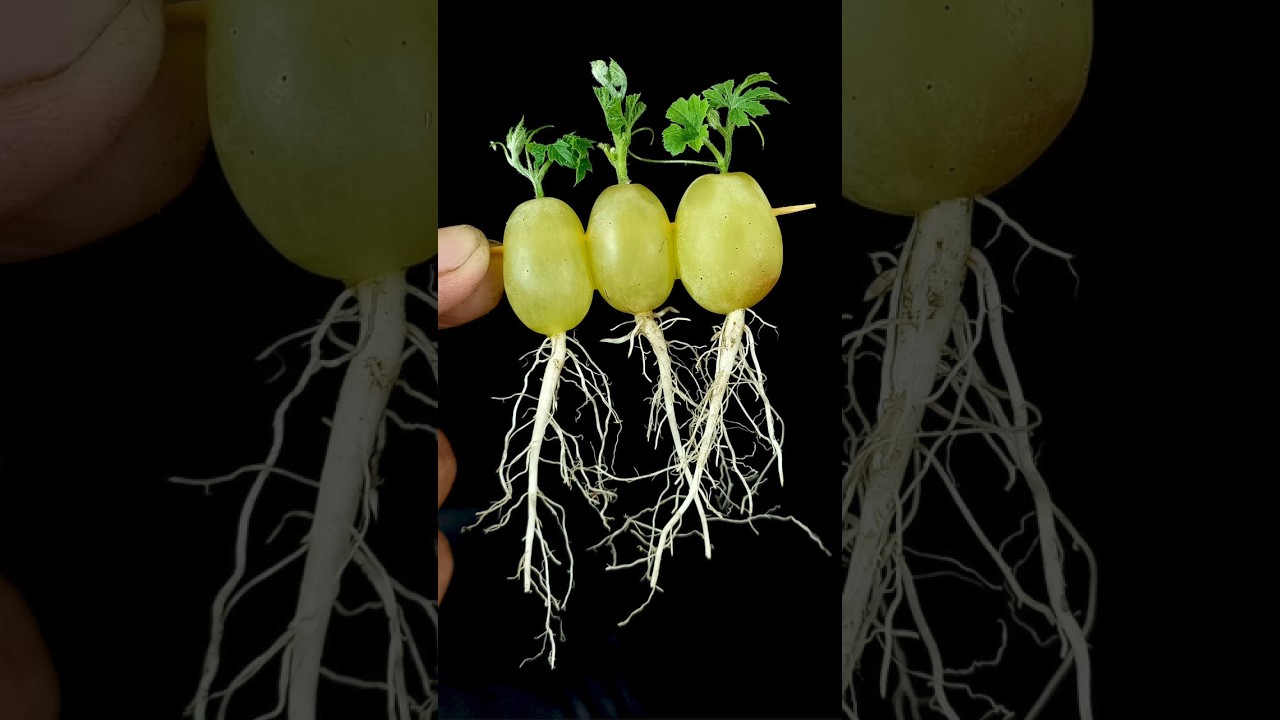 How to Grow Grape Tree from Cutting Grape Fruits In A Water