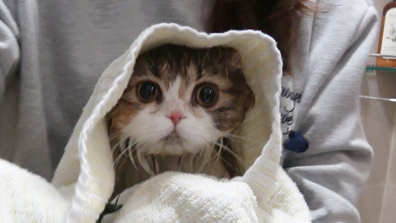 고양이 인형이 목욕을 했어요