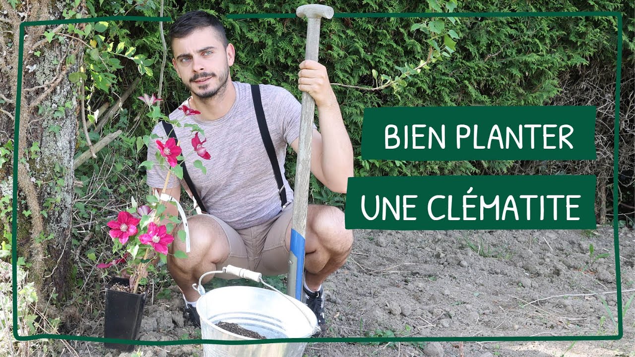 Bien planter une clématite