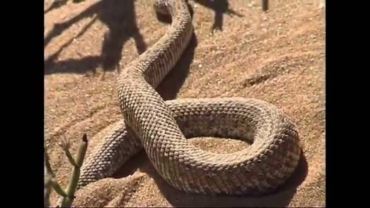 Tommy's Living Desert Tours - Swakopmund