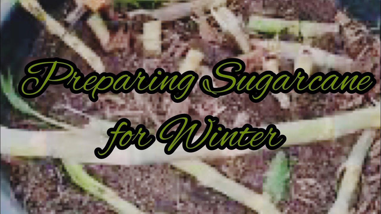 Preparing SugarCane for Winter | E87 #sugarcane  #clausenworld