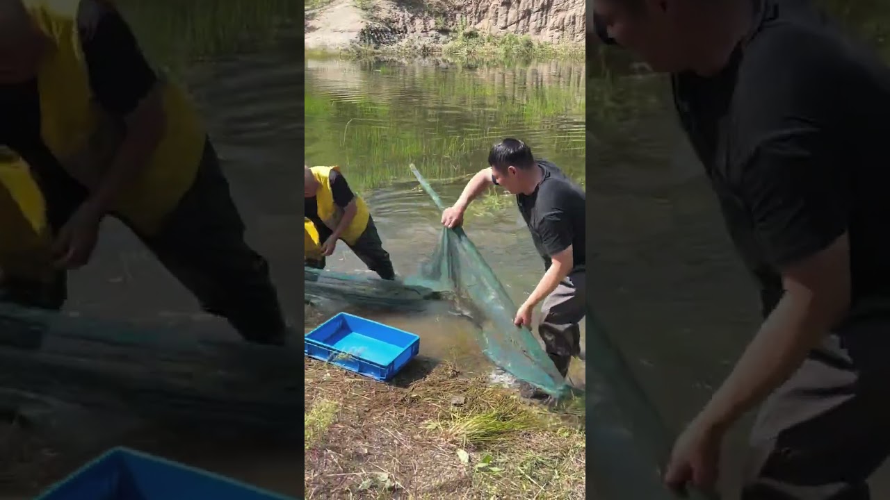 Two fisherman Fish hunting from river. #fish #riverfish