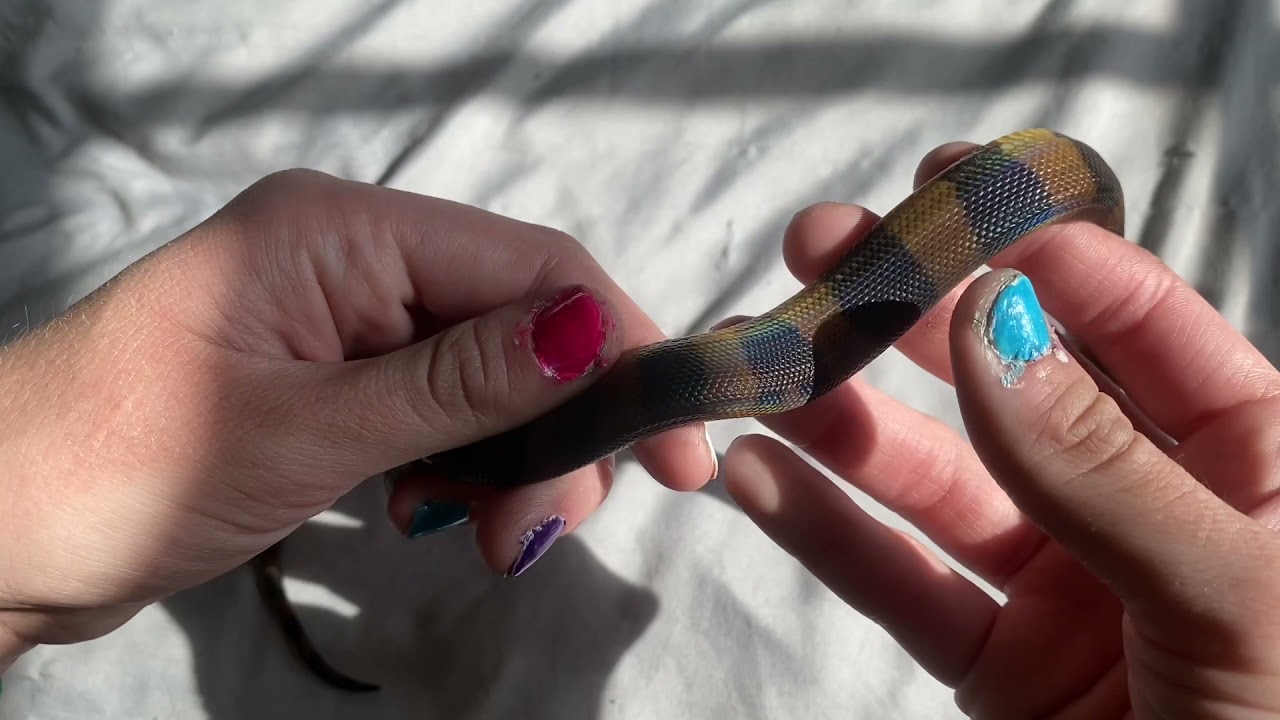 Bismarck Ringed Python Update 4/21