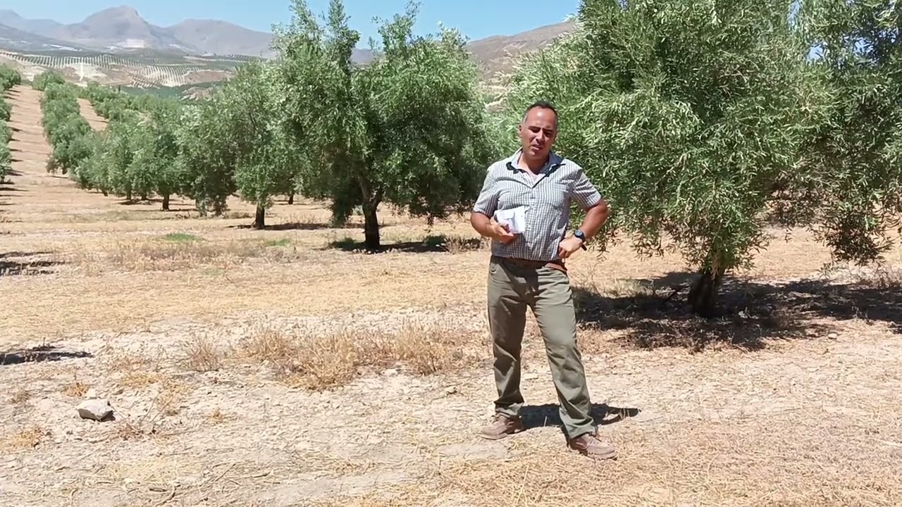 Manejo del olivar. Finca modélica. Picual intensivo de riego 8 * 8 en la provincia de Jaén.