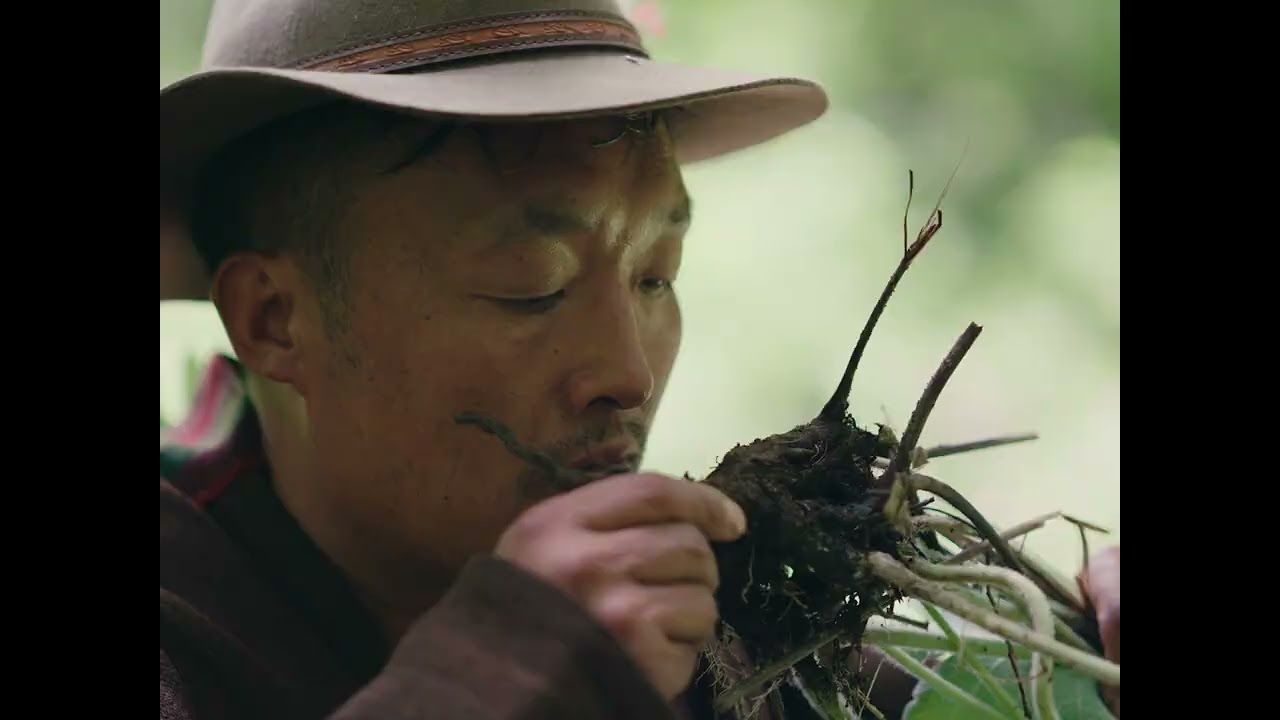 非遗溯源：为什么做一把藏香要攒1年的药材？#傳承 #非遗 #herbs #药材 #tibetan