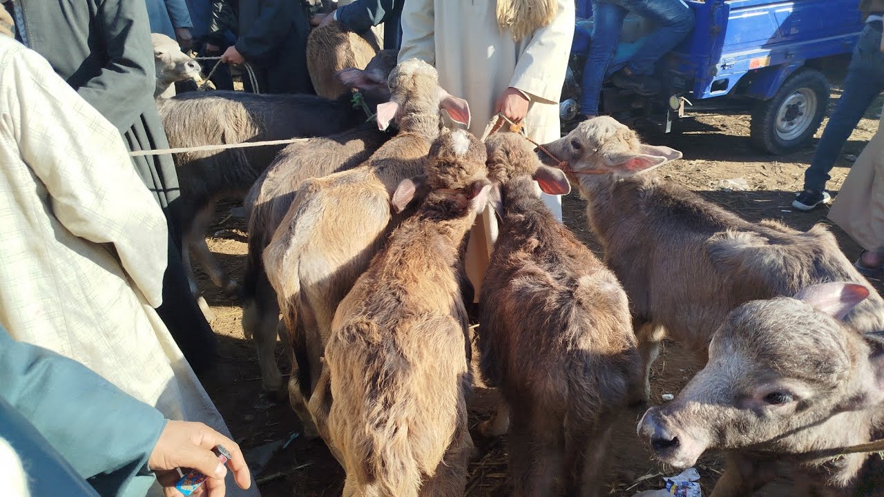 السوق مريح والاسعار  رخيصه البطش الجاموسي في سوق المنيا الاثنين الموافق 2024/12/23