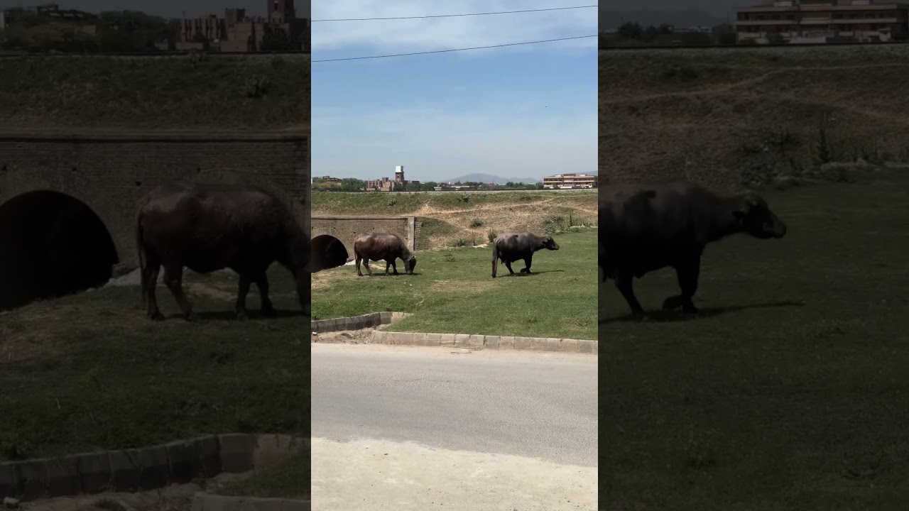 Islamabad beautiful morning #travel #foryou #khanvlog #animals #islamabad #nature #amazing #short