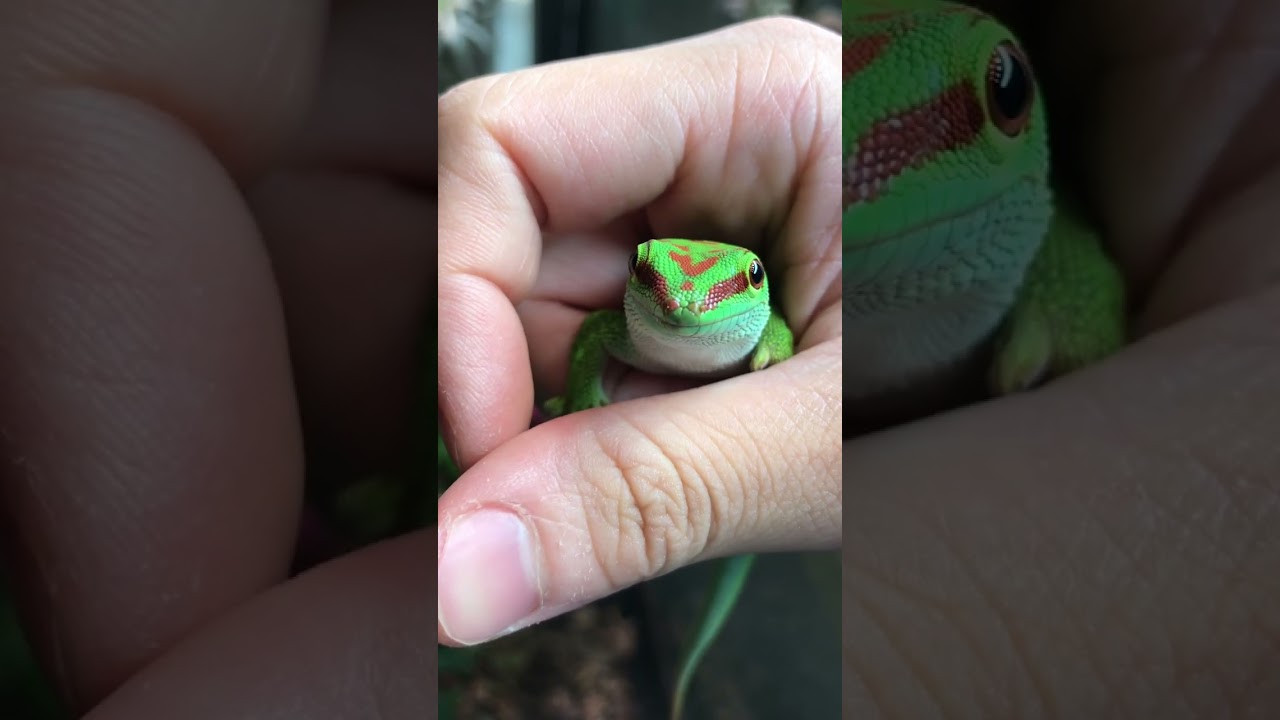 Calmest day gecko