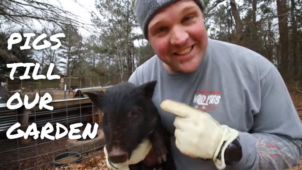 American Guinea Hogs are helpful in our garden!
