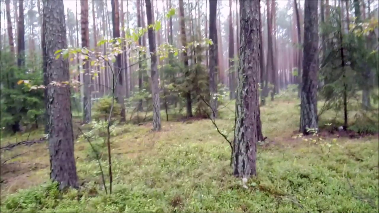 Kolejne opowieści z terenu.Spacer po lesie.R&oacute;żne Historie