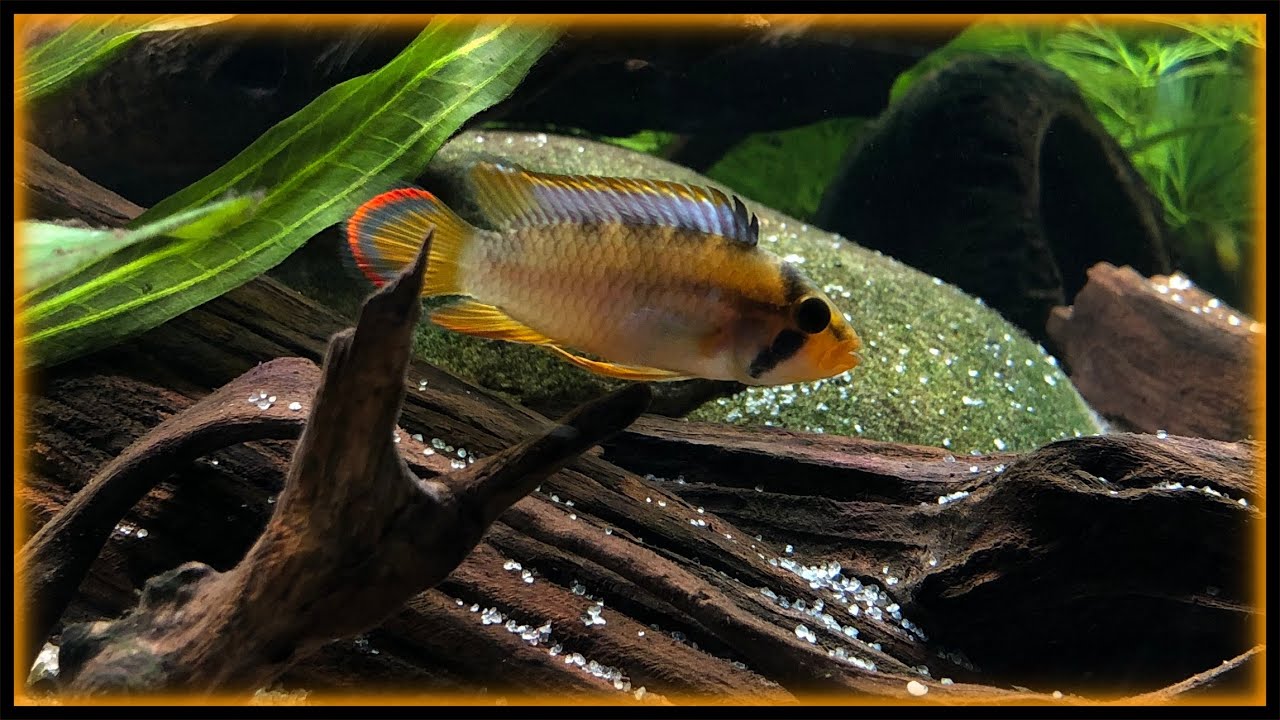 Friday Fish Files Ep.6 - Apistogramma nijsseni (Dwarf Panda Cichlid)