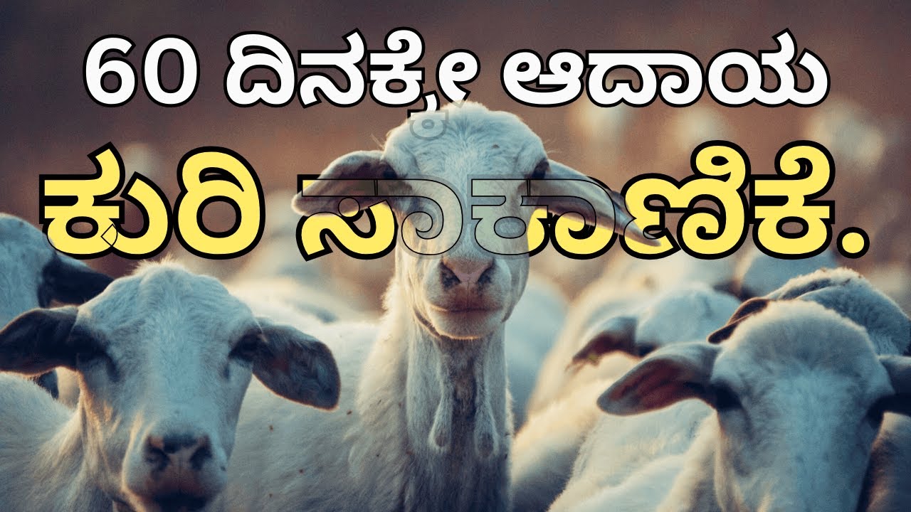 ಕುರಿ ಕೊಬ್ಬಿಸೋದು ಹೇಗೆ.? ಲಾಭ ಗಳಿಸೋದು ಹೇಗೆ..?60 ದಿನಕ್ಕೇ ತೂಕ ಮೂರು ಪಟ್ಟು।Stall fed fattening Sheep farm.