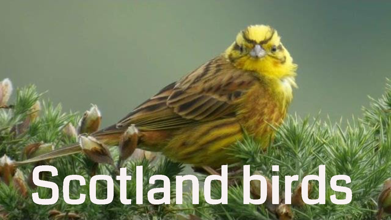 Scotland Birds and wildlife 4K