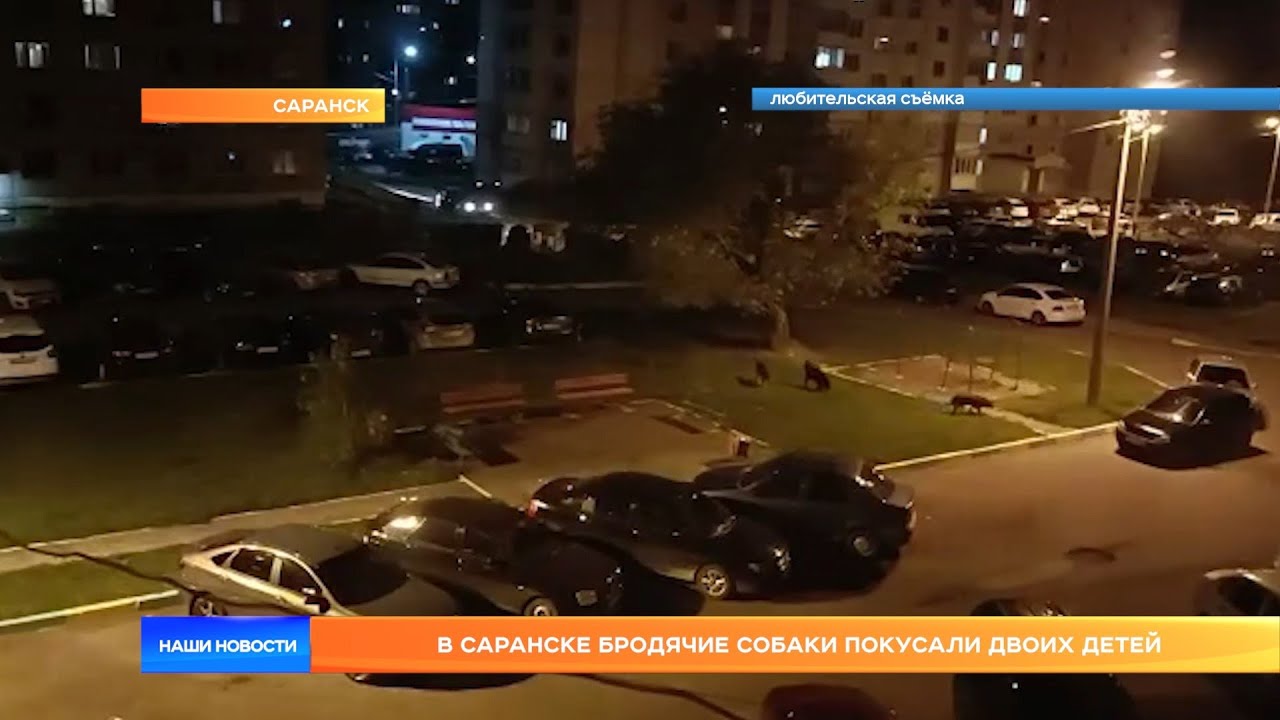 В Саранске бродячие собаки покусали двоих детей