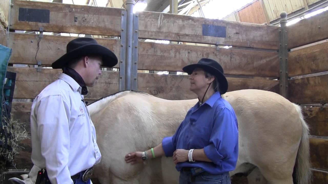 Norwegian Fjord Horses Compared to Other Breeds with Tess Bailey and Zach Hedberg
